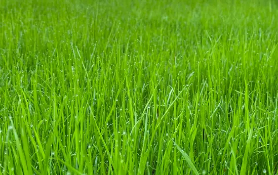 This photograph contains katarni paddy.